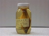 藏品(大眼華鯿)的圖片